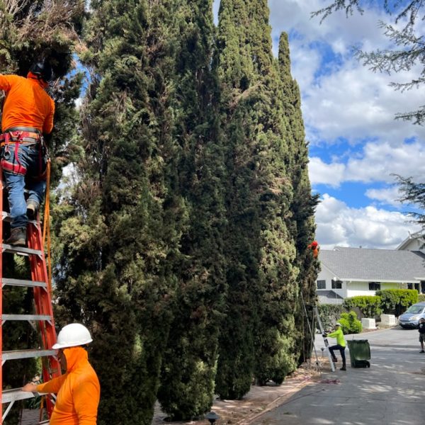 Superior Tree Service Inc Image